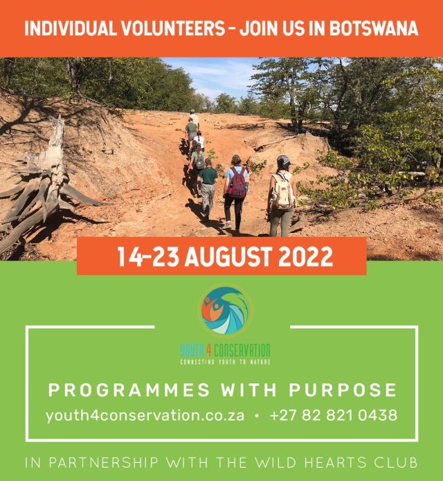 Two months to go!! 🐾🐘

We are counting down the weeks to our Botswana Adventure with the @wildheartsclub_ct!  Join other like-minded young people, have some fun and connect to the magic of wild Africa. Spaces still available! ⭐️

Use your volunteer hours towards an Awards Programme or your school service requirements.  This is an adventure that gives back! 💚

#africanadventures #natureconnection #wildlifeconservation #conservationvolunteer #schooltrips #gapyear #adventureswithimpact #connectwithnature #volunteer #research #discover #youth4conservation #wildheartsclub