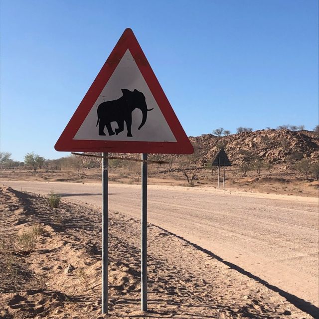 Elephants approaching‼️

Sleep under the stars and get directly involved in a rewarding adventure in rural Namibia to conserve desert-dwelling elephants. ⭐️⭐️

Collaborate with rural communities, track the elephants and engage in projects that minimise human-elephant conflict in this water scarce country.

🐘🐘🐘🐘🐘🐘🐘🐘🐘
.
.

#desertelephants  #africanwildlife #conservationvolunteer #wildlifeconservation #NamibiaCamp #africanadventures #gapyear #gapyeartravel #adventureswithimpact #youth4conservation
